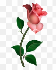 Pink Roses Png - Clipart
