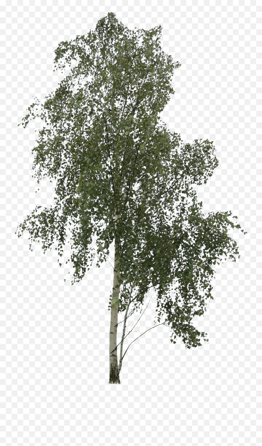 Asymmetric Birch Png Tree Cutout