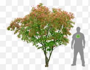 Dogwood Japonaise - Cornus Kousa Png,Dogwood Png