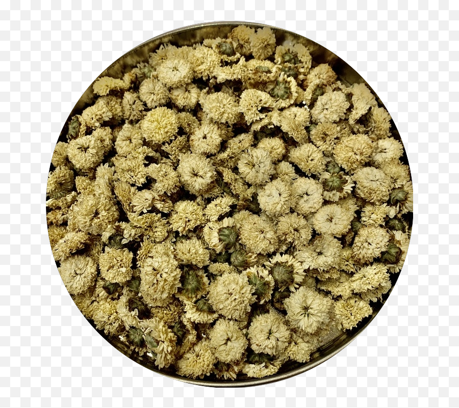 Chrysanthemum - Rock Png,Chrysanthemum Png