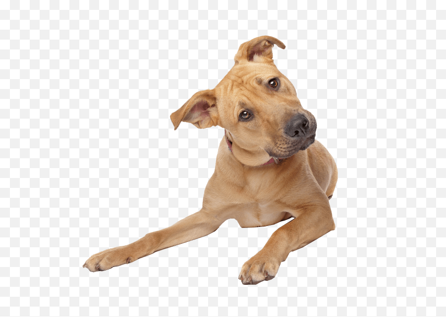 Dog Png And Vectors For Free Download - Dlpngcom Dog Transparent Background,Cute Dog Png