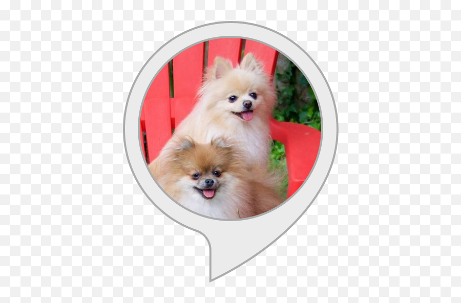 Alexa Skills - Dog Supply Png,Pomeranian Png