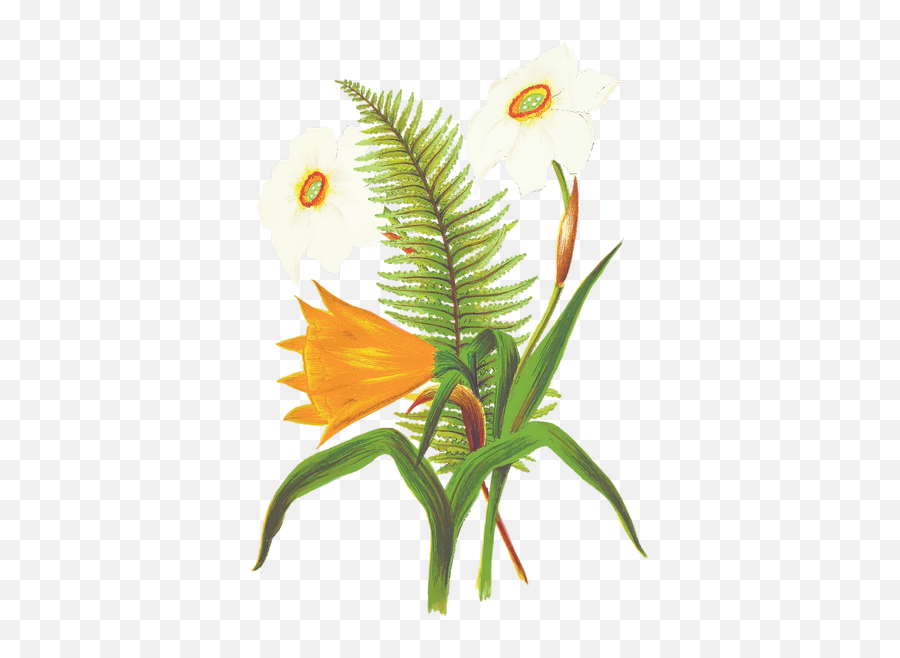 Flower Orange Fern Transparent Png Images U2013 Free - Fern Flower Drawing,Orange Flower Png