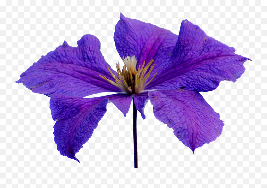 Iris Flower Png Transparent Blue Clipart - Plants,Iris Flower Png