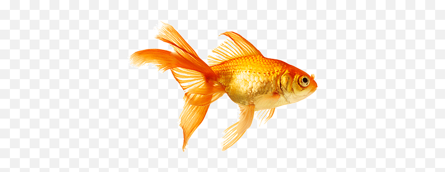 Goldfish - Fish Swimming Gif Png,Goldfish Transparent