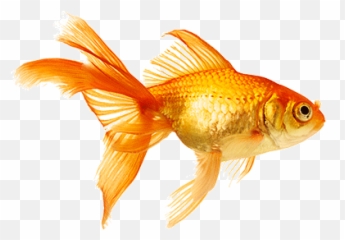 Goldfish - Fish Swimming Gif Png