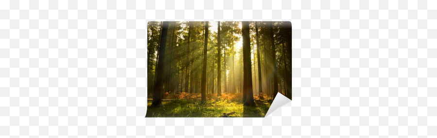 Png V52 Background Max Img Wall Forest - Related To Forest And Wildlife,Forest Background Png