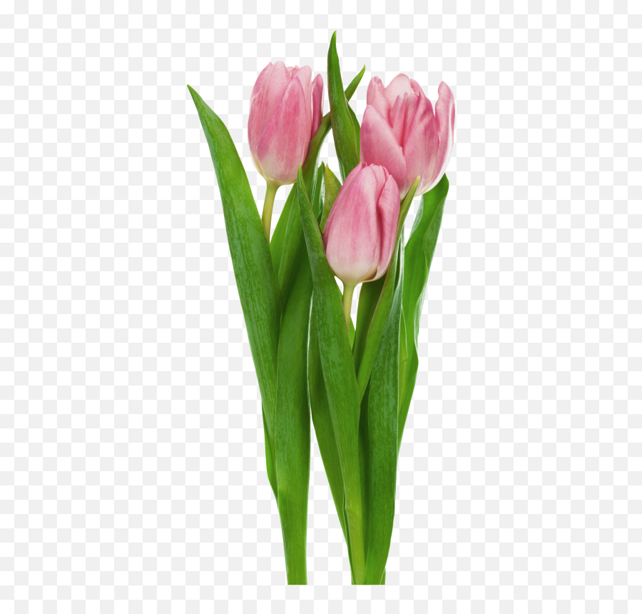 Pink Transparent Tulips Flowers Clipart - Transparent Tulips Png,Tulip Transparent