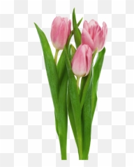 Pink Transparent Tulips Flowers Clipart - Transparent Tulips Png,Tulip Transparent
