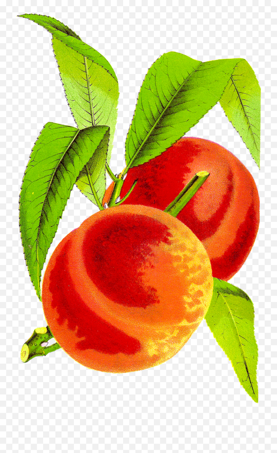 Library Of Vintage Peaches Graphic - Peach Vintage Clip Art Png,Peaches Png