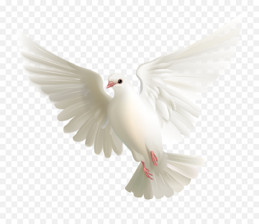 Paloma Png Image - Pigeon White Flying,Paloma Png