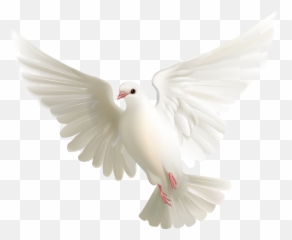 Paloma Png Image - Pigeon White Flying,Paloma Png