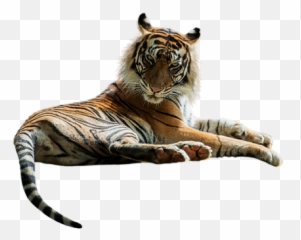 Rpeppi Pixabay - Bengal Tiger png