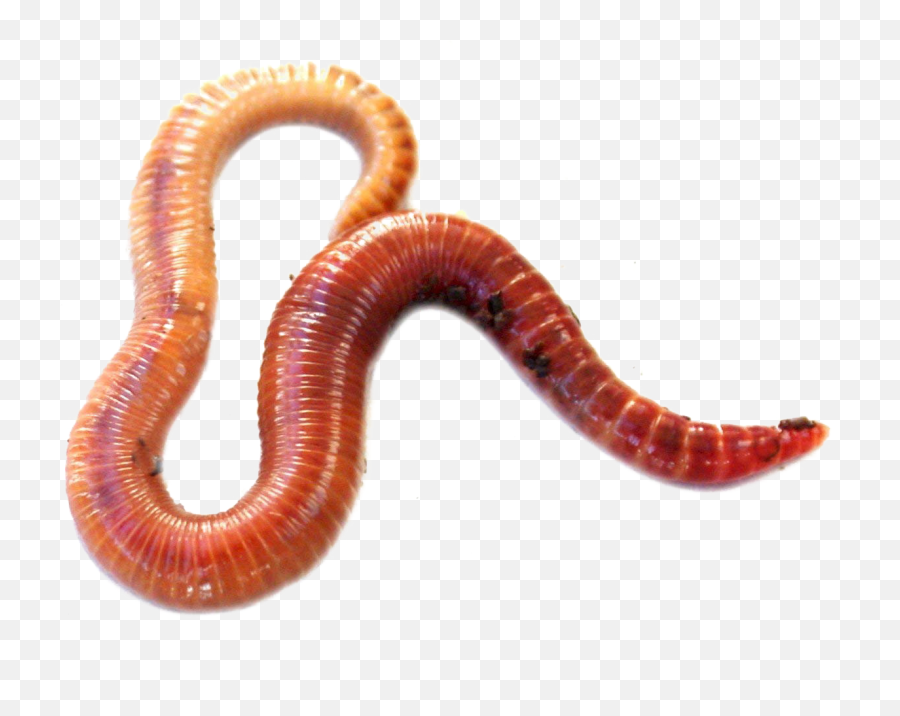 Worms Png Hd Quality - Red Wiggler Worm,Worm Png