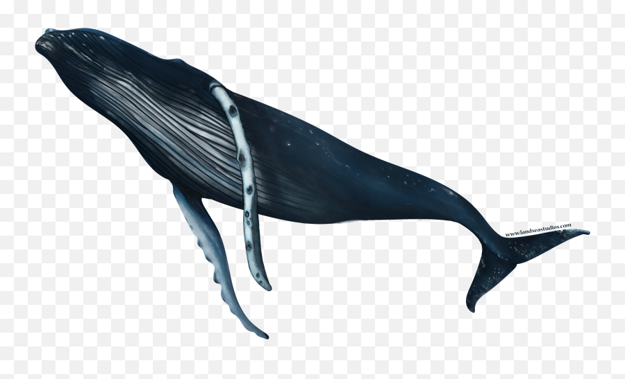 Humpback Whale Turn Sticker - Humpback Whale Png,Humpback Whale Png
