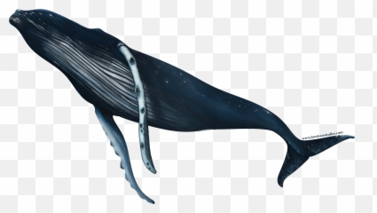 Humpback Whale Turn Sticker - Humpback Whale Png,Humpback Whale Png