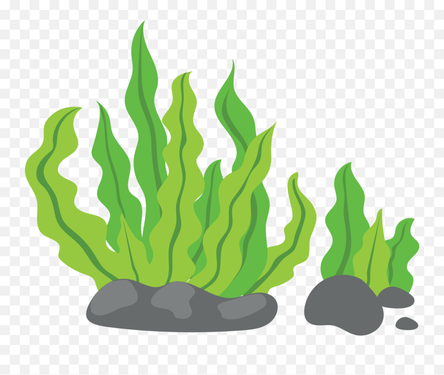 Cartoon Transparent Png Clipart - Transparent Background Seaweed Clipart,Seaweed Png