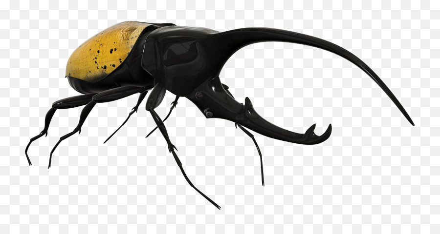 Beetle Png Image Background - Hercules Beetle Png,Beetle Png