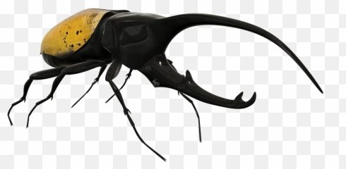 Beetle Png Image Background - Hercules Beetle Png,Beetle Png