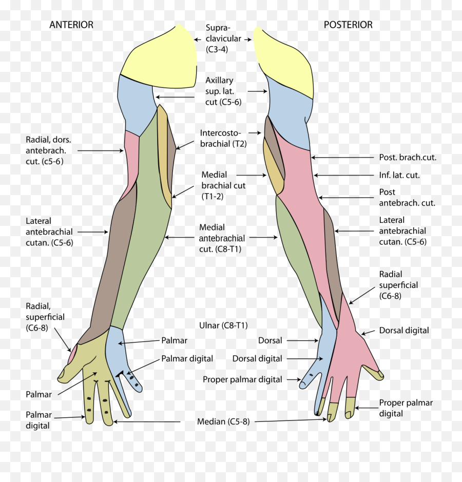 Inferior Lateral Cutaneous Nerve Of Arm - Wikipedia Peripheral Nerve Dermatomes Png,Muscle Arm Png