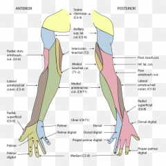 Inferior Lateral Cutaneous Nerve Of Arm - Wikipedia Peripheral Nerve Dermatomes png
