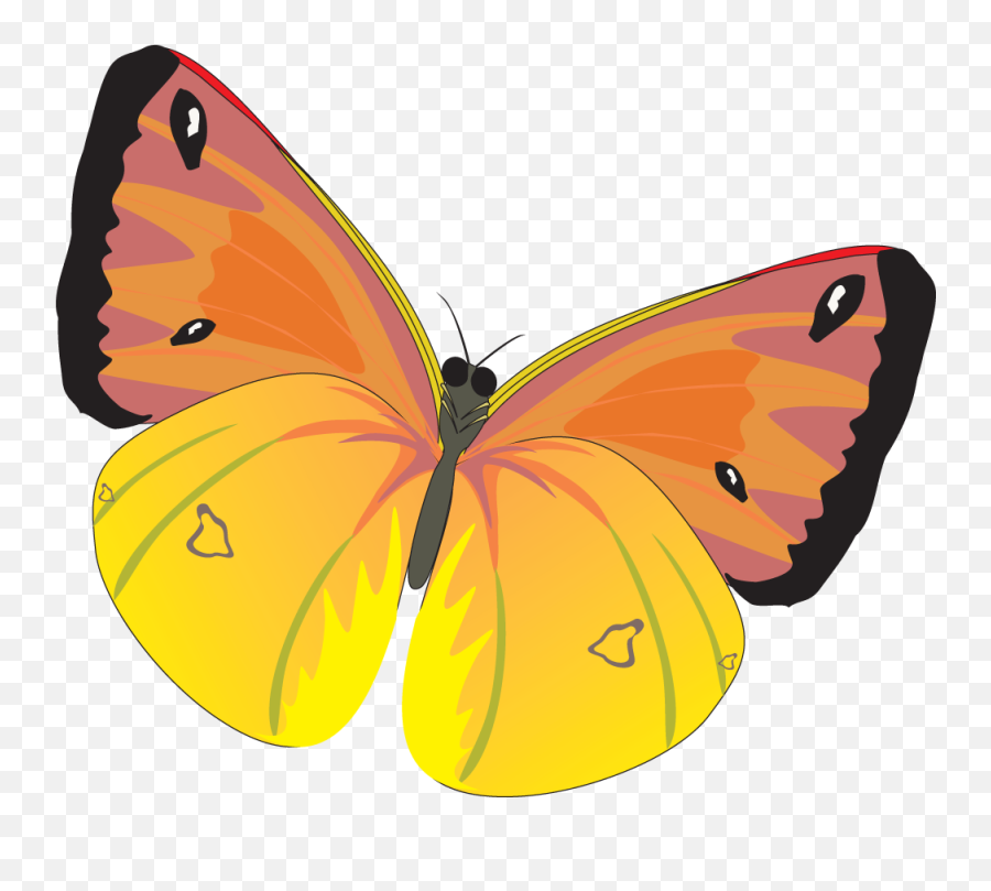 Butterfly Png Image For Free Download Yellow
