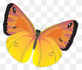 Butterfly Png Image For Free Download