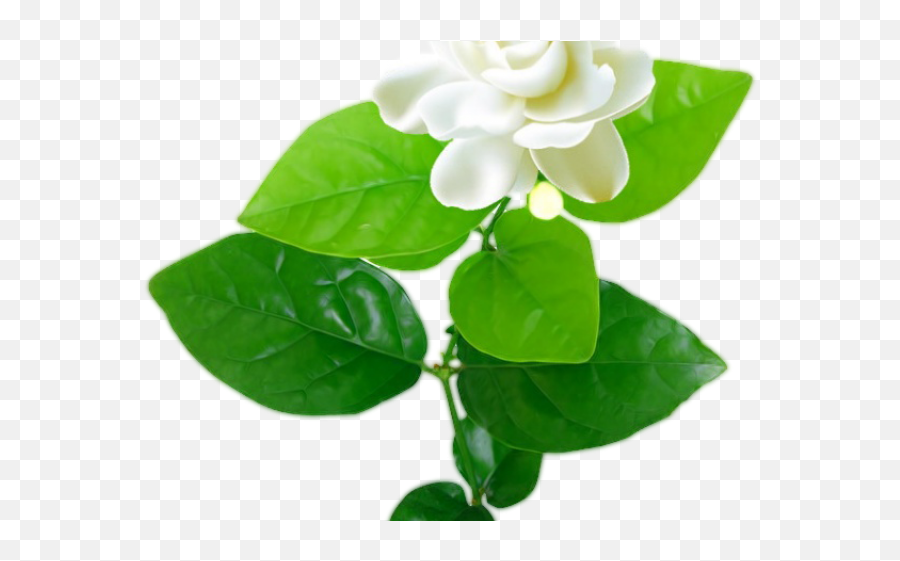 Jasmine Clipart Flowering Plant - Jasmine Png Download Jasmine Flower Png,Jasmine Png