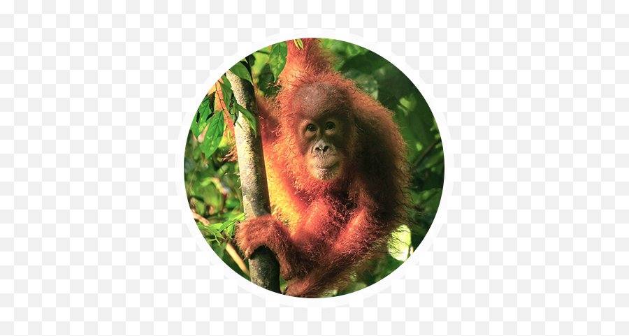 About Orangutans By Borneo Orangutan Survival Uk - Macaque Png,Orangutan Png