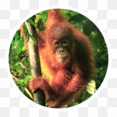About Orangutans By Borneo Orangutan Survival Uk - Macaque Png,Orangutan Png