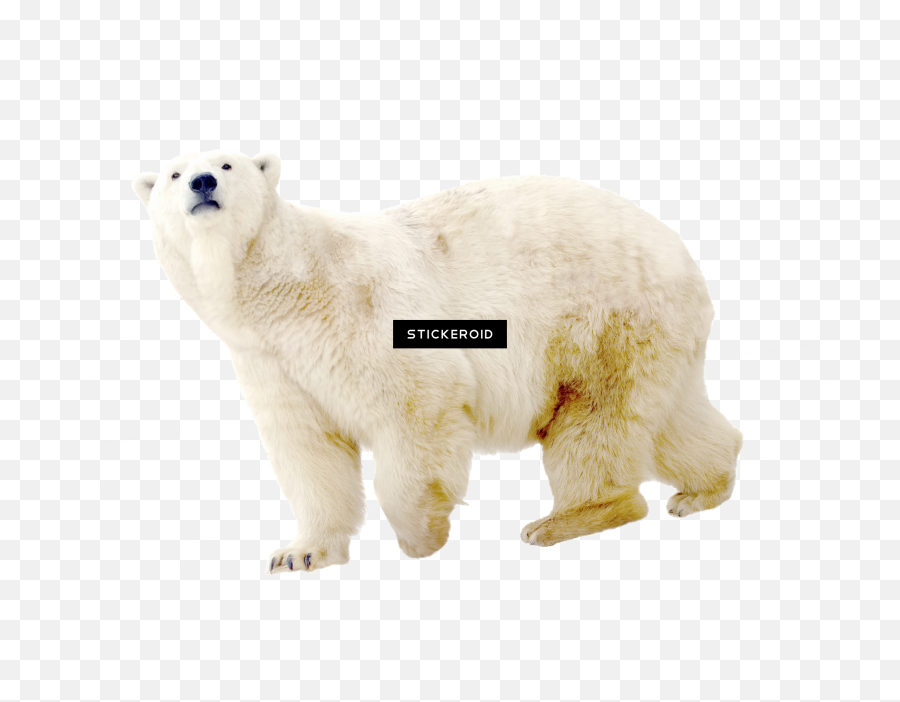 Download Polar White Bear - Polar Bear Full Size Png Image Polar Bear,Polar Bear Transparent Background