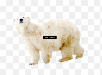 Download Polar White Bear - Full Size PNG Image