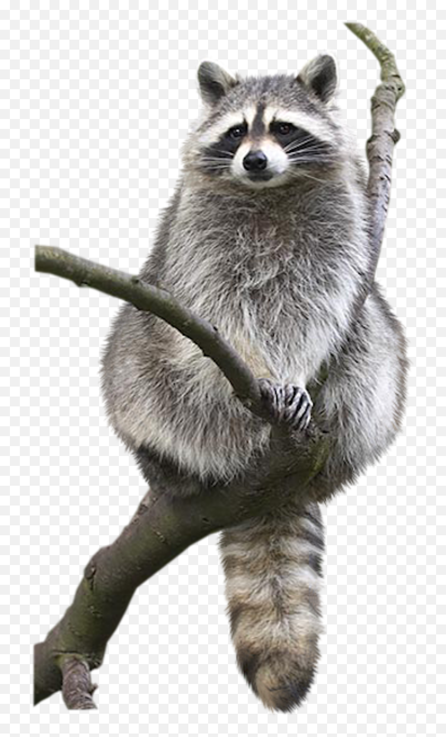 Raccoon Animal Drawing Bat Bird - Racoon Png Without Background,Raccoon Transparent Background