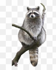 Raccoon Animal Drawing Bat Bird - Racoon Png Without Background,Raccoon Transparent Background