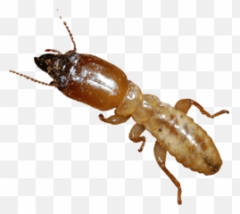 Download Formosa Termite No Background - Termites Clipart Png,Termite Png