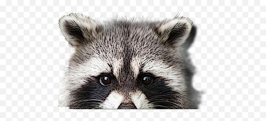 Basil U0026 Wicku0027s Restaurant Bar North Creek Ny - Raccoon Sleep Mask Png,Racoon Png Basil U0026 Wicku0027s Restaurant Bar North Creek Ny - Raccoon Sleep Mask Png,Racoon Png
