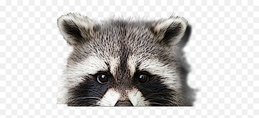 Basil U0026 Wicku0027s Restaurant Bar North Creek Ny - Raccoon Sleep Mask Png,Racoon Png