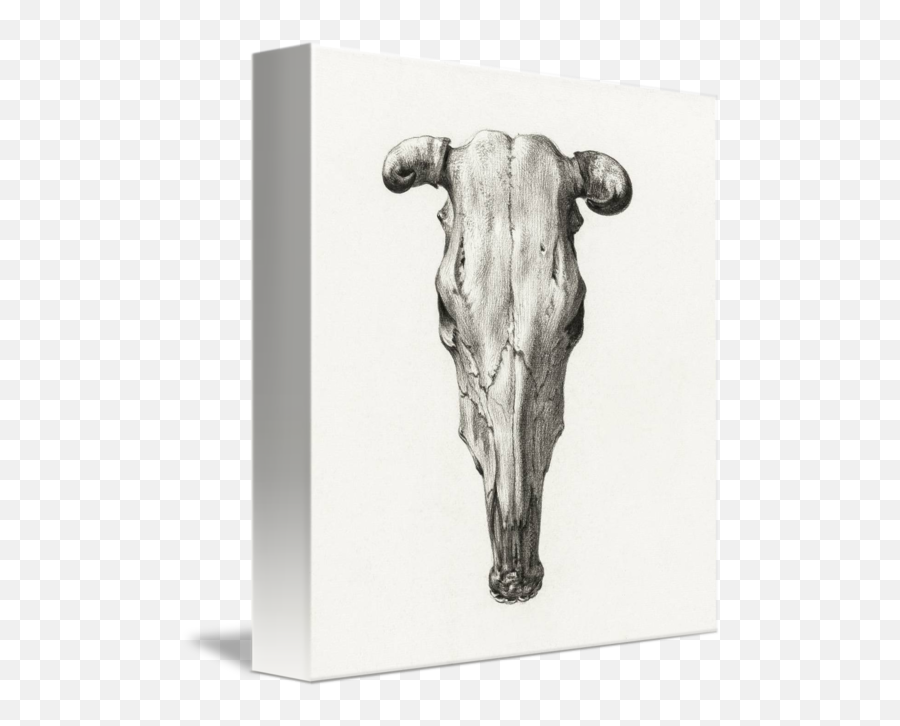 Skull Of A Cow Illustration By Jean Bernard Vintage Posters - Royalty Free Black And White Illustrations Png,Cow Skull Png