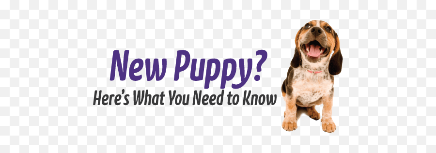You Got A New Puppy Now What - Got A New Puppy Png,Puppies Png