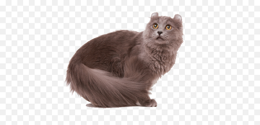 American Curl Cat Breed Facts And Information Petcoach - American Curl Cat Png,Cat Transparent
