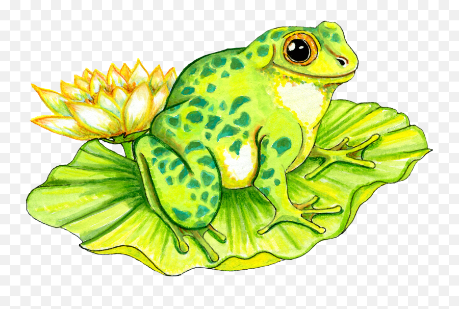 Lily Pad Drawing - Frogs On Lily Pads Png,Lily Pad Png