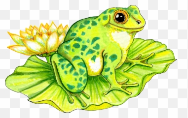 Lily Pad Drawing - Frogs On Lily Pads Png,Lily Pad Png
