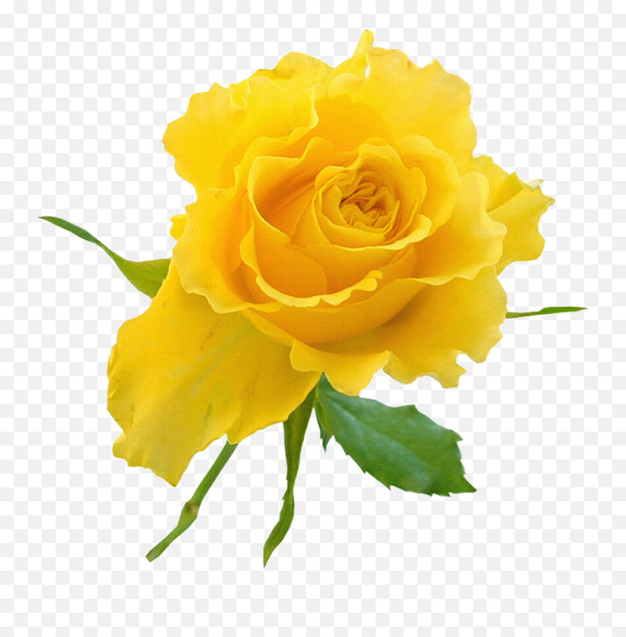 Garden Roses Yellow Flower Clip Art - Yellow Rose On Transparent Background Png,Yellow Roses Png
