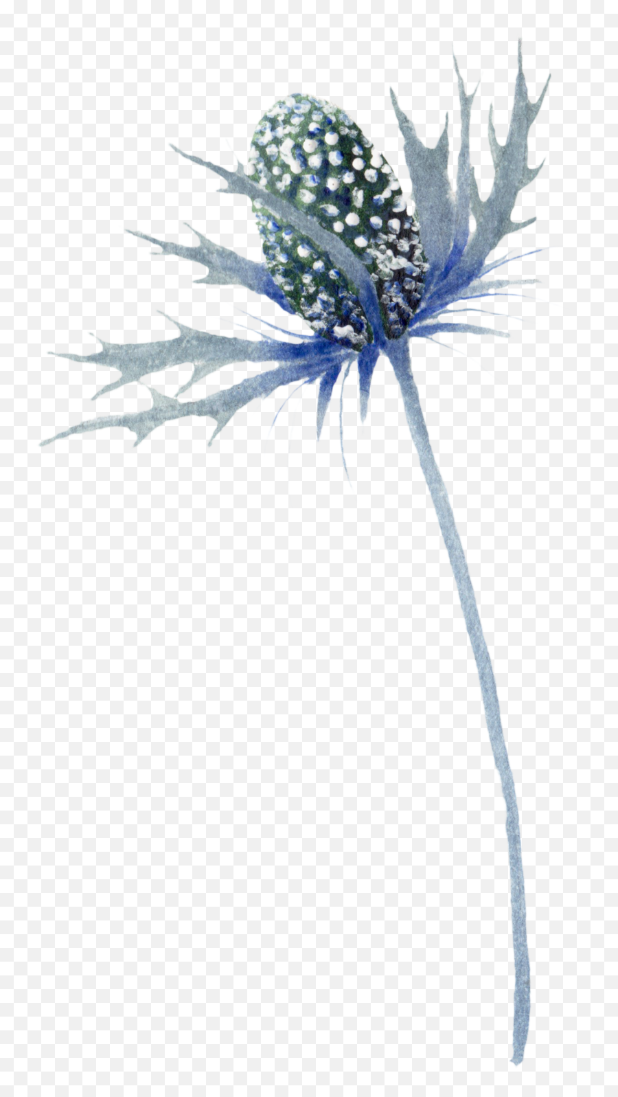 Blue Thistle Flowers Png Photo