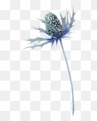 Blue Thistle Flowers Png Photo