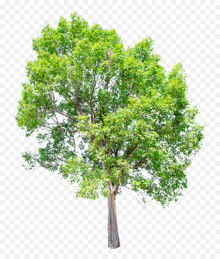 Green Tree Icon Png Trees Transparent Background - Sketch,Kirin Icon