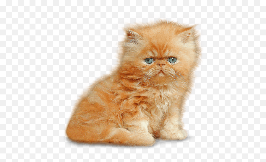 Download Kitten Png Image - Persian Kitten Png,Kitten Transparent Background