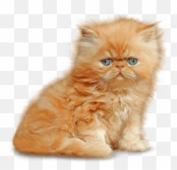 Download Kitten Png Image - Persian
