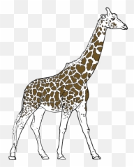 Free Outlines Of Animals Download - Wild Sketch png