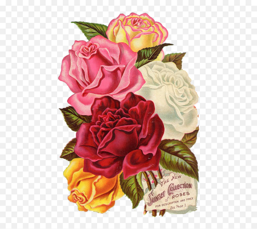 Red Rose Vintage - Free Image On Pixabay Printable Floral Rosa Png,Red Rose Transparent